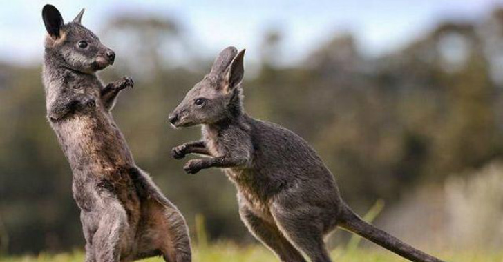 Kangaroo Wallaby 袋鼠