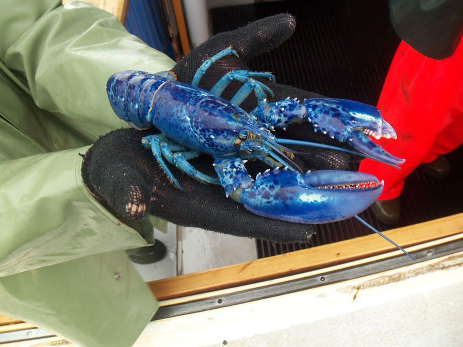 龙虾 Lobster 蓝