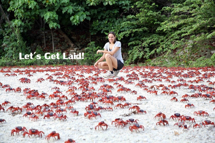 圣诞岛红蟹